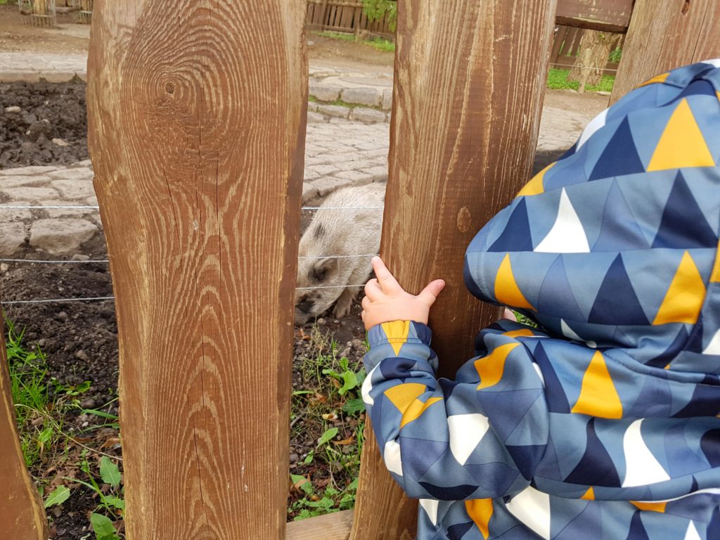 Kind schut sich durch den Holzzaun die Schweine im Südpark Merseburg an.